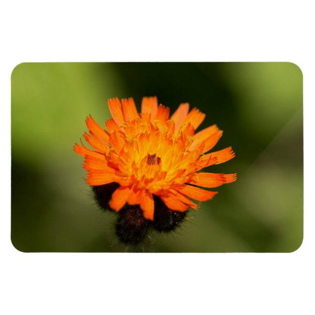 Orange Hawkweed Magnet (Horisontell)