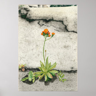 Orange Hawkweed Poster