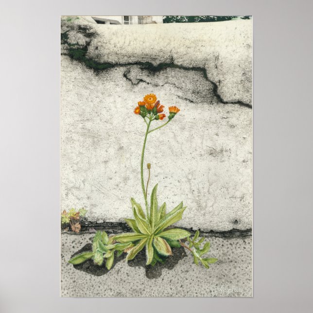 Orange Hawkweed Poster (Framsidan)
