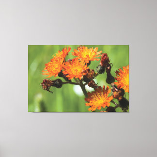 Orange Hawkweed - Vild Sak Fotography Canvastryck