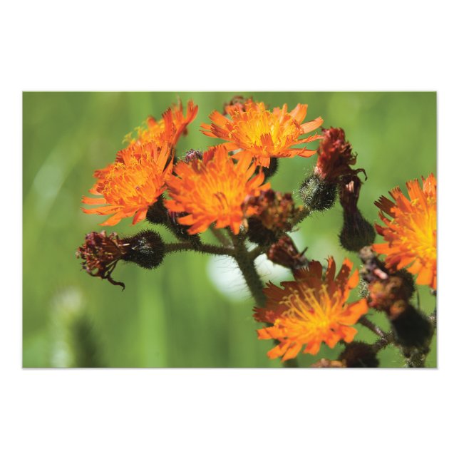 Orange Hawkweed Vild Sak Fototryck (Framsidan)