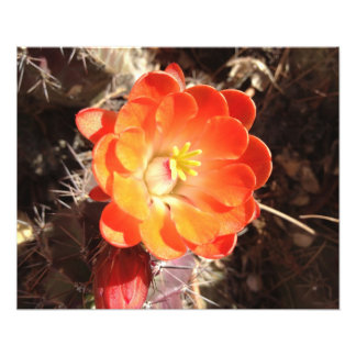 Orange Hedgehog Cactus Flower fototryck
