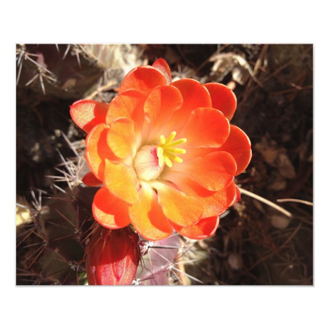 Orange Hedgehog Cactus Flower fototryck (Framsidan)