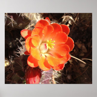 Orange Hedgehog Cactus Flower poster