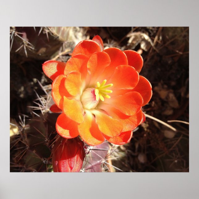 Orange Hedgehog Cactus Flower poster (Framsidan)