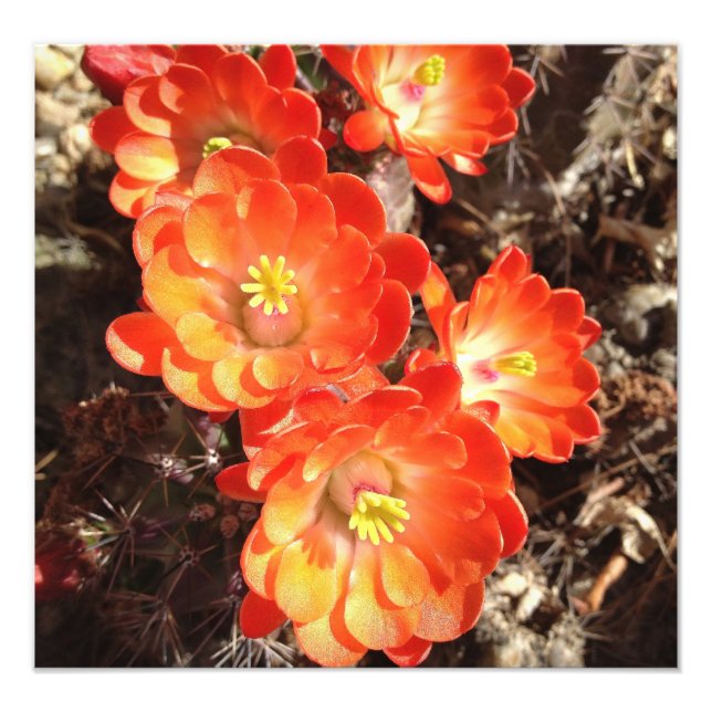 Orange Hedgehog Cactus Flowers fototryck (Framsidan)