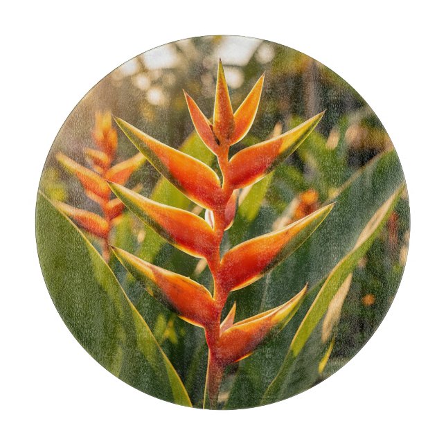 Orange Heliconia Tropisk Blomma Gyllene Timmen  (Framsidan)