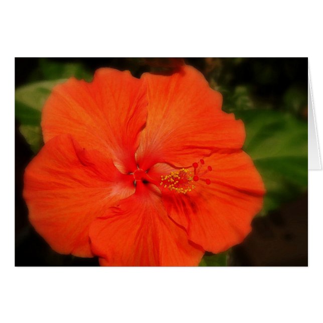 Orange Hibiscus-blomkort Hälsningskort (Framsidan Horizontal)