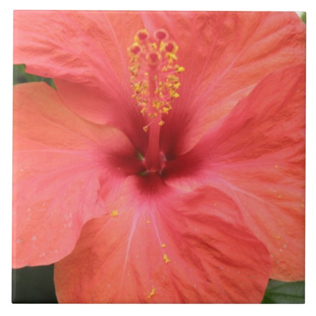 Orange Hibiscus blommmakrontil Kakelplatta (Framsidan)