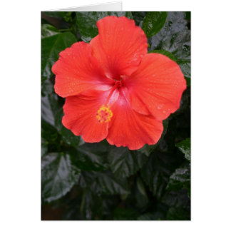 Orange Hibiscus Flower Hälsningskort