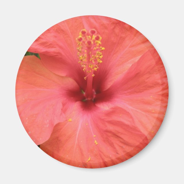 Orange Hibiscus Flower Macro Magnet (Framsidan)