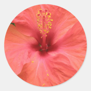 Orange Hibiscus Flower Macro Tecker Runt Klistermärke