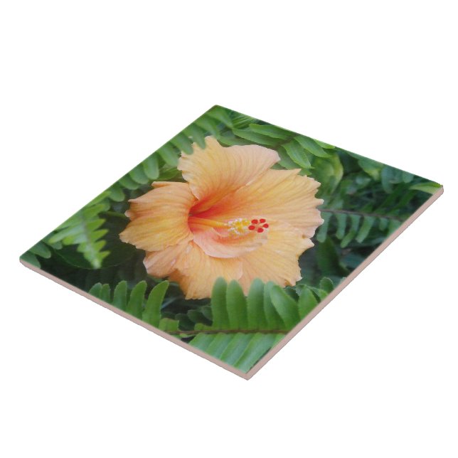 Orange Hibiscus Flower med Ferns Kakelplatta (Sidan)