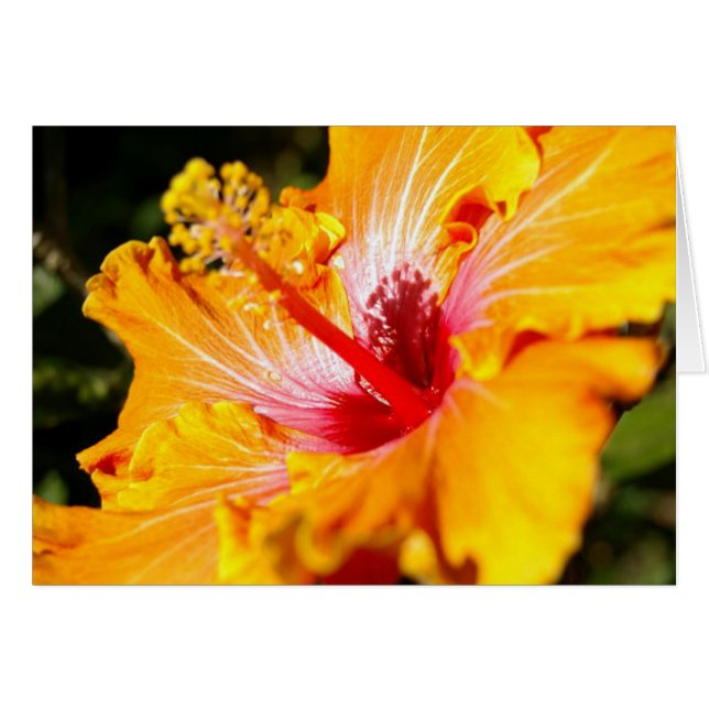 Orange Hibiscus Flower Side View Hälsningskort (Framsidan Horizontal)
