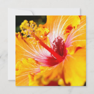 Orange Hibiscus Flower Side View Inbjudningar