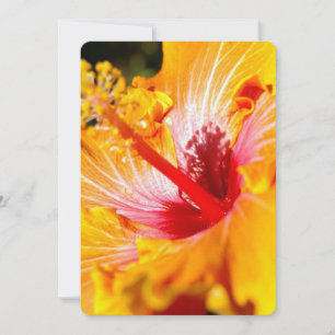 Orange Hibiscus Flower Side View Inbjudningar
