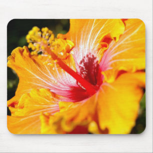 Orange Hibiscus Flower Side View Musmatta