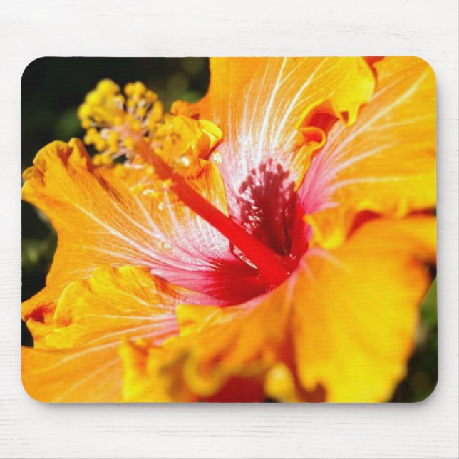 Orange Hibiscus Flower Side View Musmatta (Framsidan)