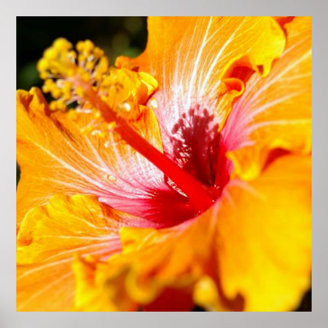 Orange Hibiscus Flower Side View Poster (Framsidan)