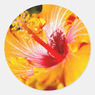 Orange Hibiscus Flower Side View Runt Klistermärke