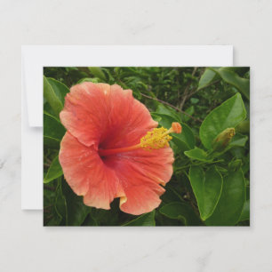 Orange Hibiscus Flower Tropical Blommigt