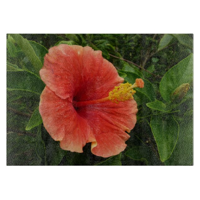 Orange Hibiscus Flower Tropical Blommigt (Framsidan)