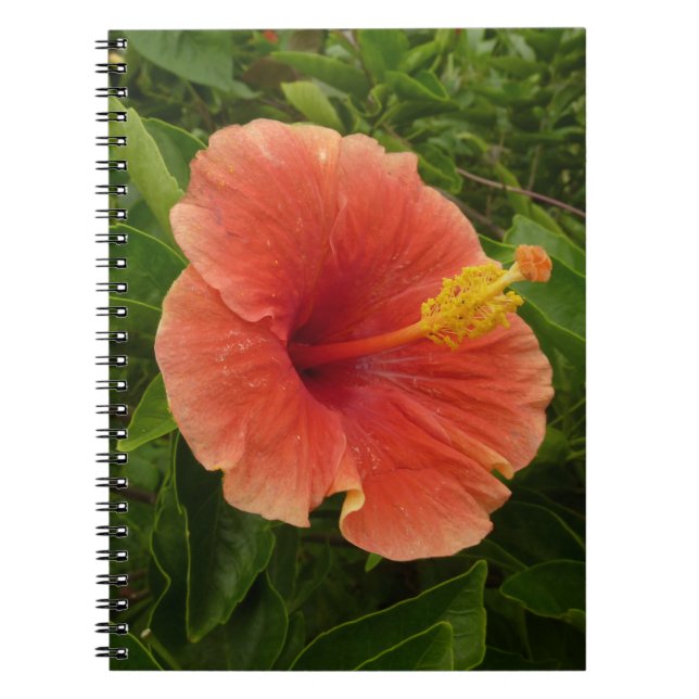 Orange Hibiscus Flower Tropical Blommigt Anteckningsbok (Framsidan)