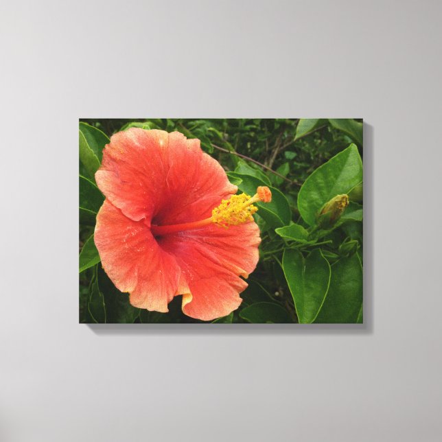 Orange Hibiscus Flower Tropical Blommigt Canvastryck (Framsida)