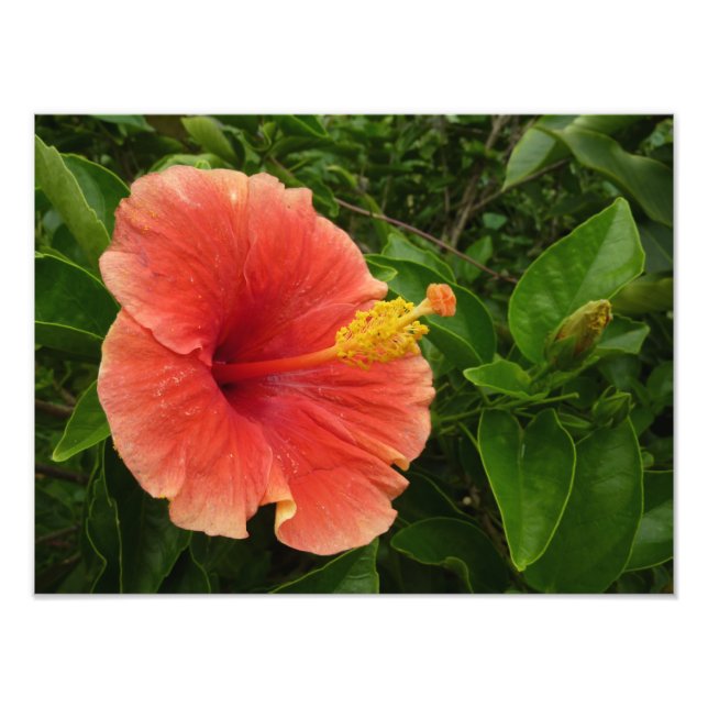 Orange Hibiscus Flower Tropical Blommigt Fototryck (Framsidan)