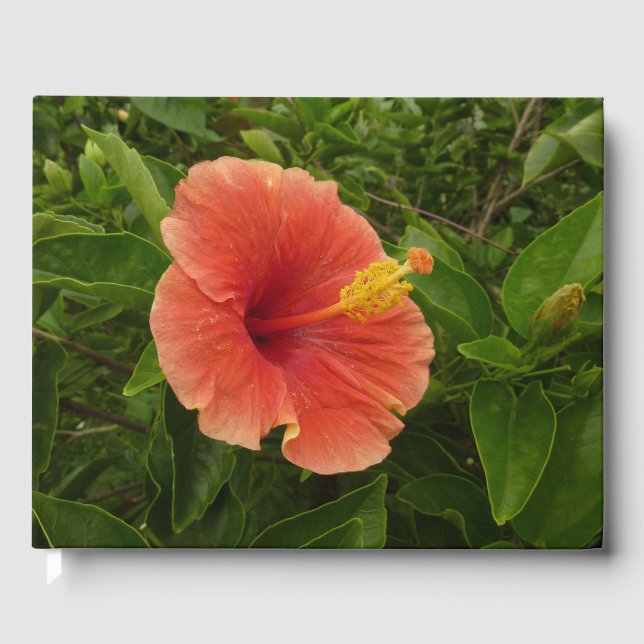 Orange Hibiscus Flower Tropical Blommigt Gästböcker (Framsida)