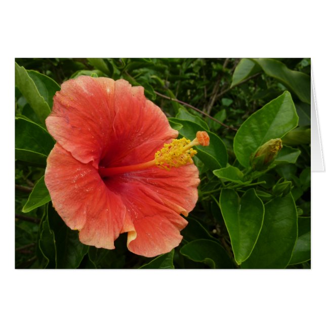 Orange Hibiscus Flower Tropical Blommigt Hälsningskort (Framsidan Horizontal)