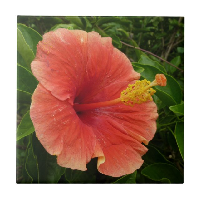 Orange Hibiscus Flower Tropical Blommigt Kakelplatta (Framsidan)