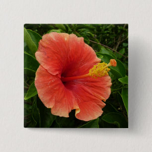 Orange Hibiscus Flower Tropical Blommigt Knapp