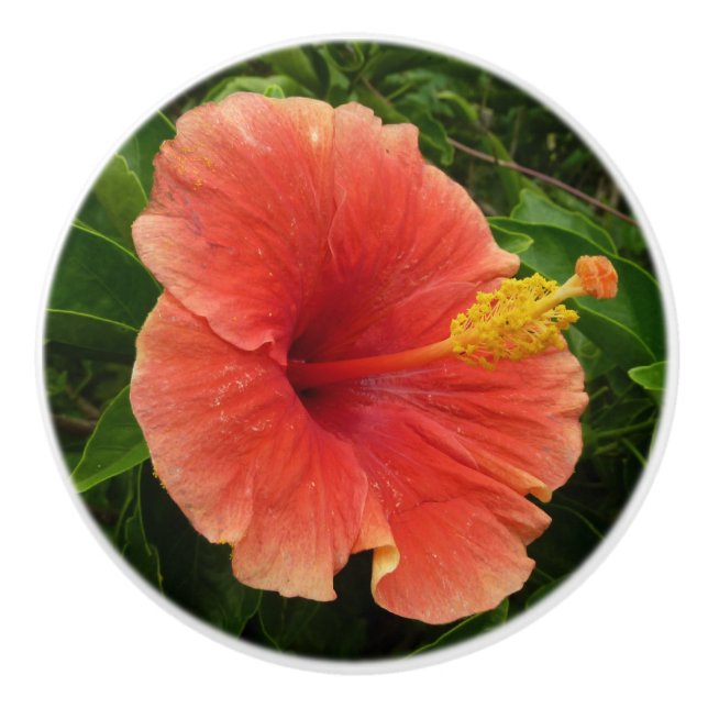 Orange Hibiscus Flower Tropical Blommigt Knopp (Framsidan)