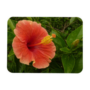 Orange Hibiscus Flower Tropical Blommigt Magnet