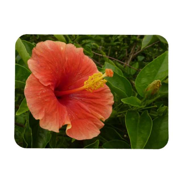 Orange Hibiscus Flower Tropical Blommigt Magnet (Horisontell)