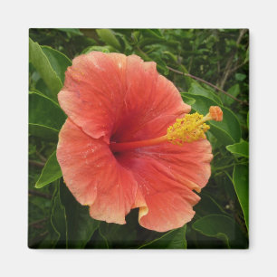 Orange Hibiscus Flower Tropical Blommigt Magnet