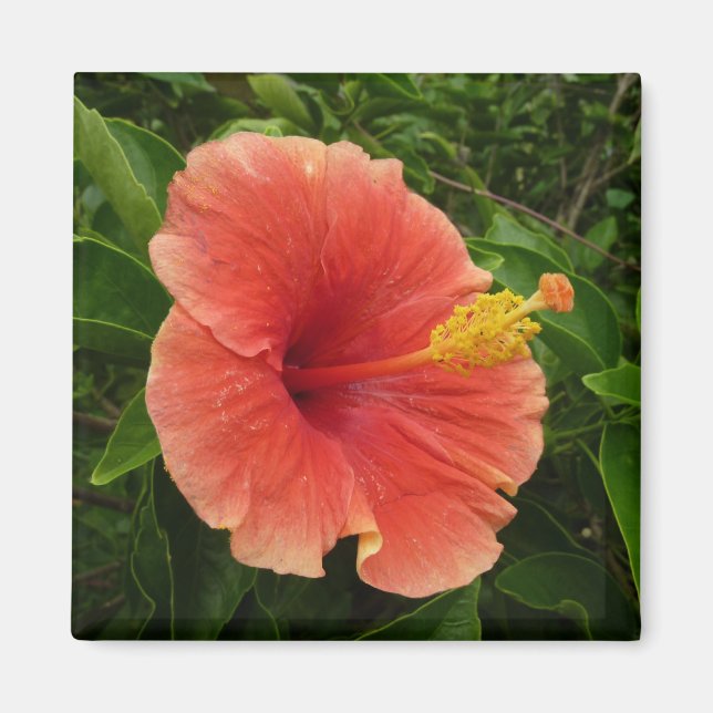Orange Hibiscus Flower Tropical Blommigt Magnet (Framsidan)