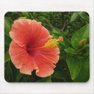 Orange Hibiscus Flower Tropical Blommigt Musmatta