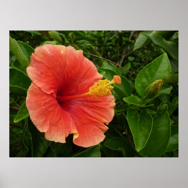 Orange Hibiscus Flower Tropical Blommigt Poster (Framsidan)
