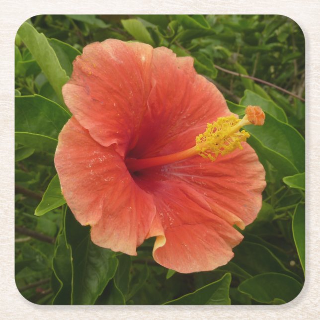 Orange Hibiscus Flower Tropical Blommigt Underlägg Papper Kvadrat (Framsidan)