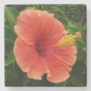 Orange Hibiscus Flower Tropical Blommigt Underlägg Sten