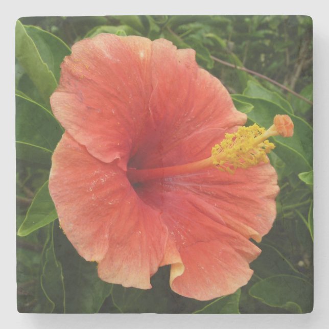 Orange Hibiscus Flower Tropical Blommigt Underlägg Sten (Framsidan)