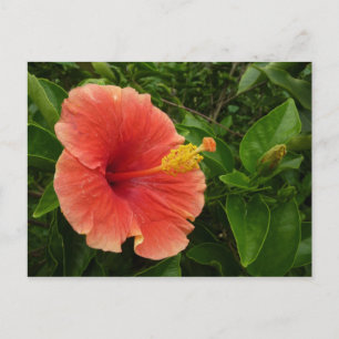 Orange Hibiscus Flower Tropical Blommigt Vykort