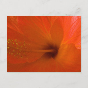 Orange Hibiscus Flower Vykort