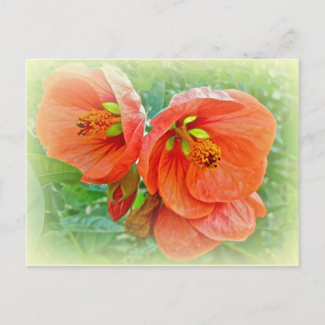 Orange Hibiscus Flowers Vykort (Framsida)