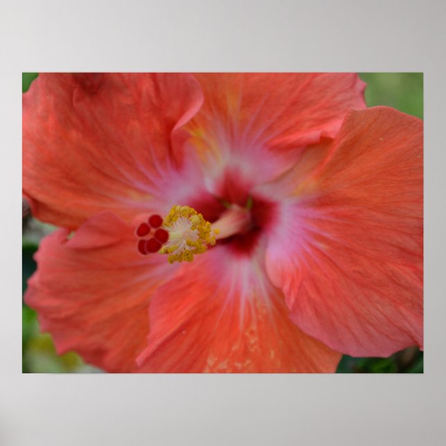 Orange Hibiscus-Kanvastryck Poster (Framsidan)