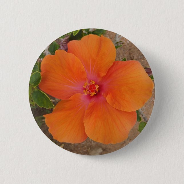 Orange Hibiscus-knapp Knapp (Framsida)
