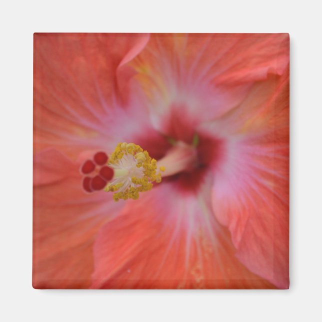 Orange Hibiscus Magnet (Framsidan)