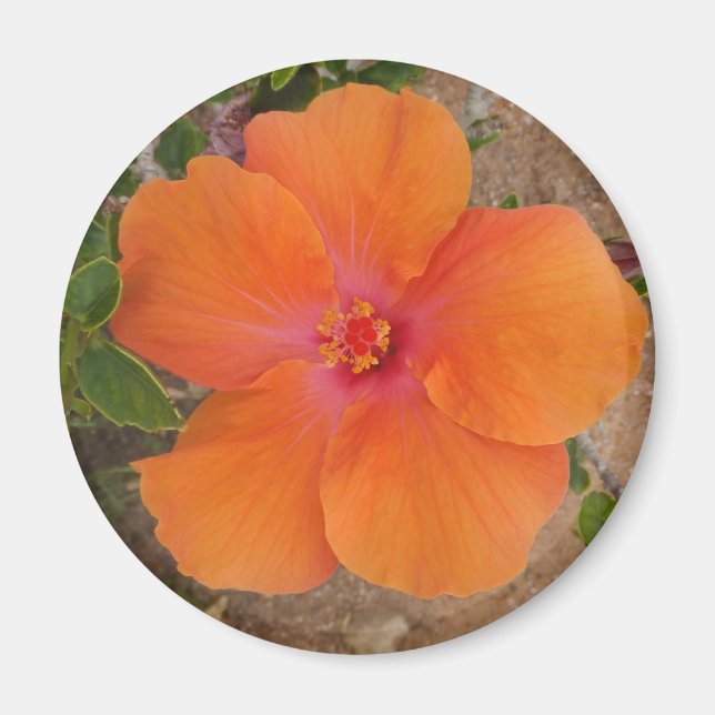 Orange Hibiscus magnet (Framsidan)